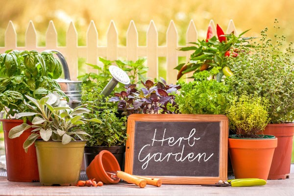 herb garden