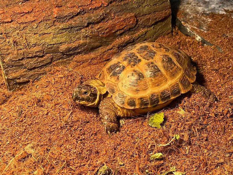 Marketing team mascot Duncan the Russian Tortoise