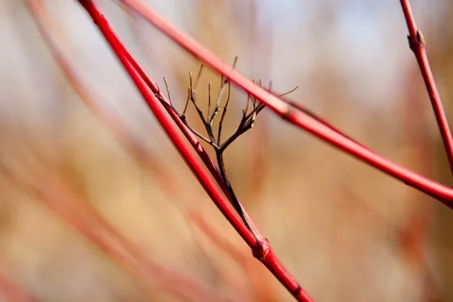 red willow