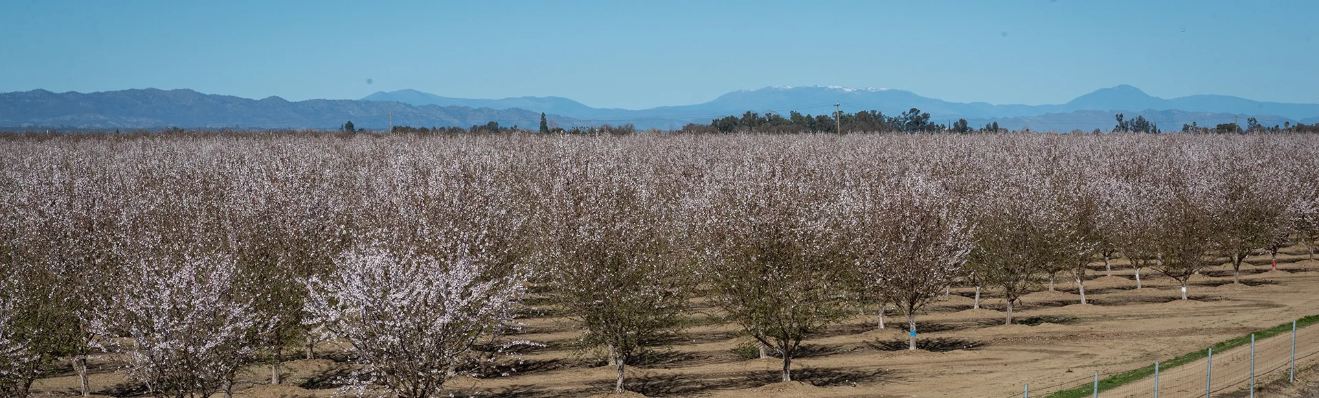 Landscape view of almond tree orchard in bloom in Yolo County, California. Almonds are a controversial crop because of their water usage requirements