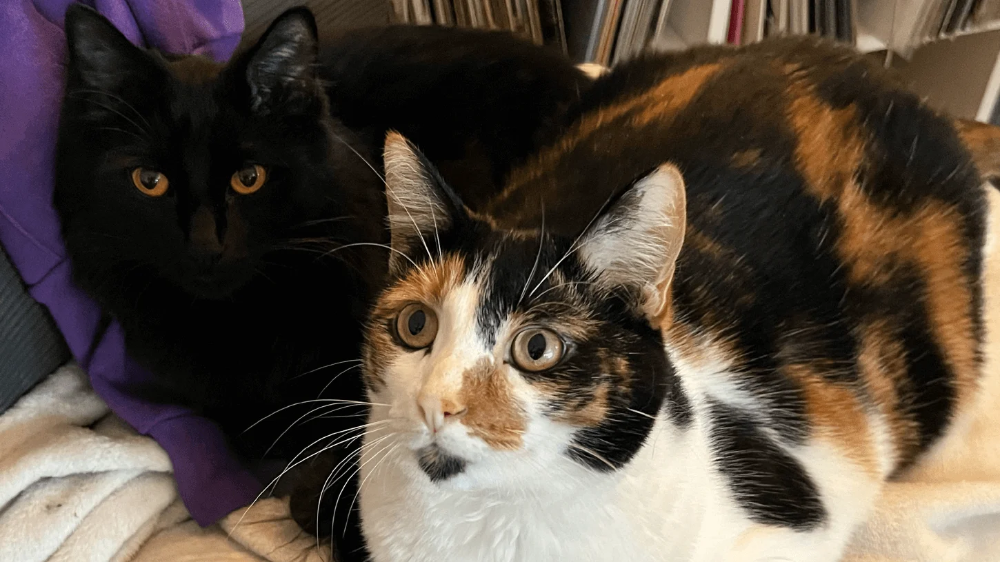 Azula and Zuka the cats sitting pretty