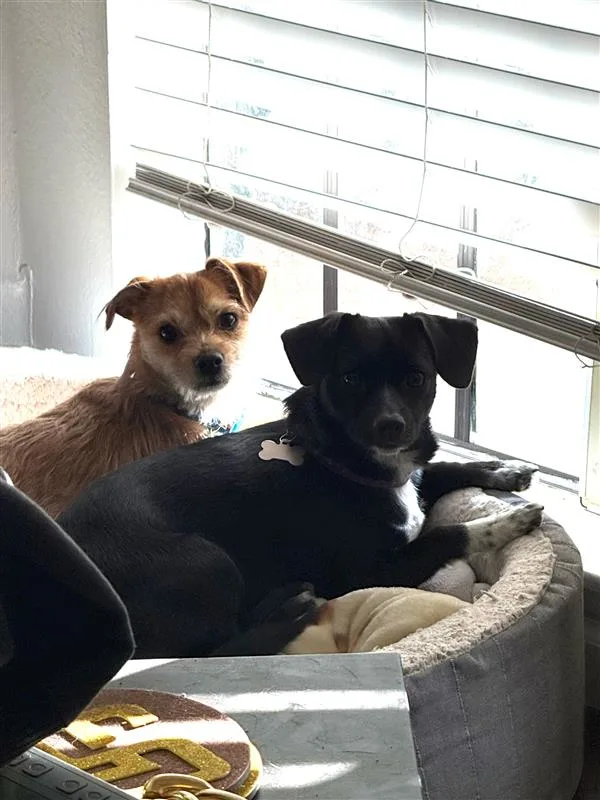 Mac and Mila being cute in the window