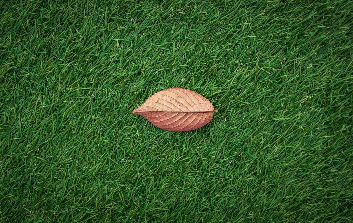 leaf on turf