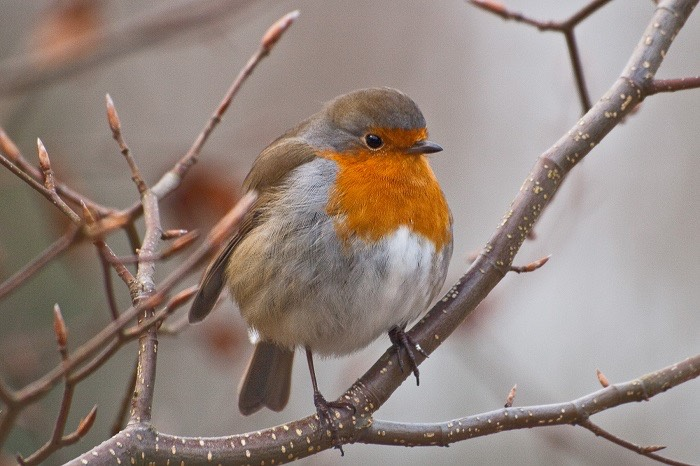 robin in winter