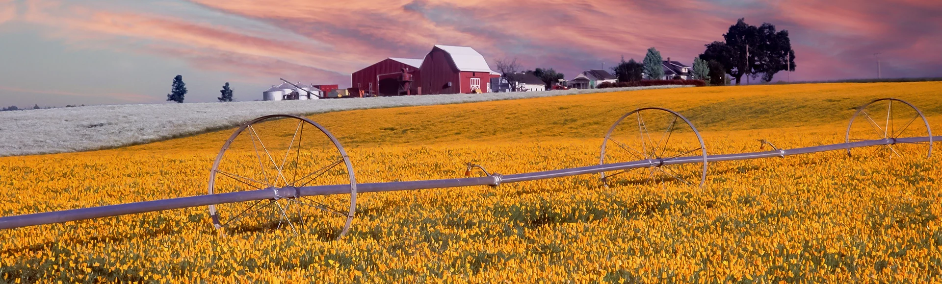Poppy flower field and red barn near silverton Oregon