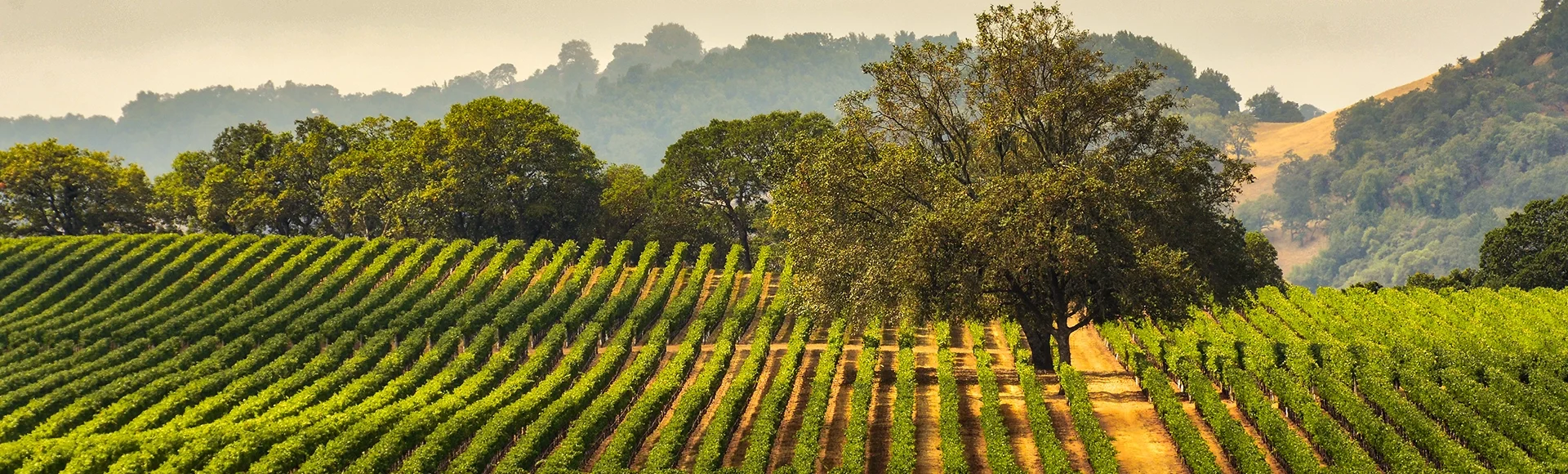 Panorama of a Vineyard with Oak Tree., Sonoma County, California, USA