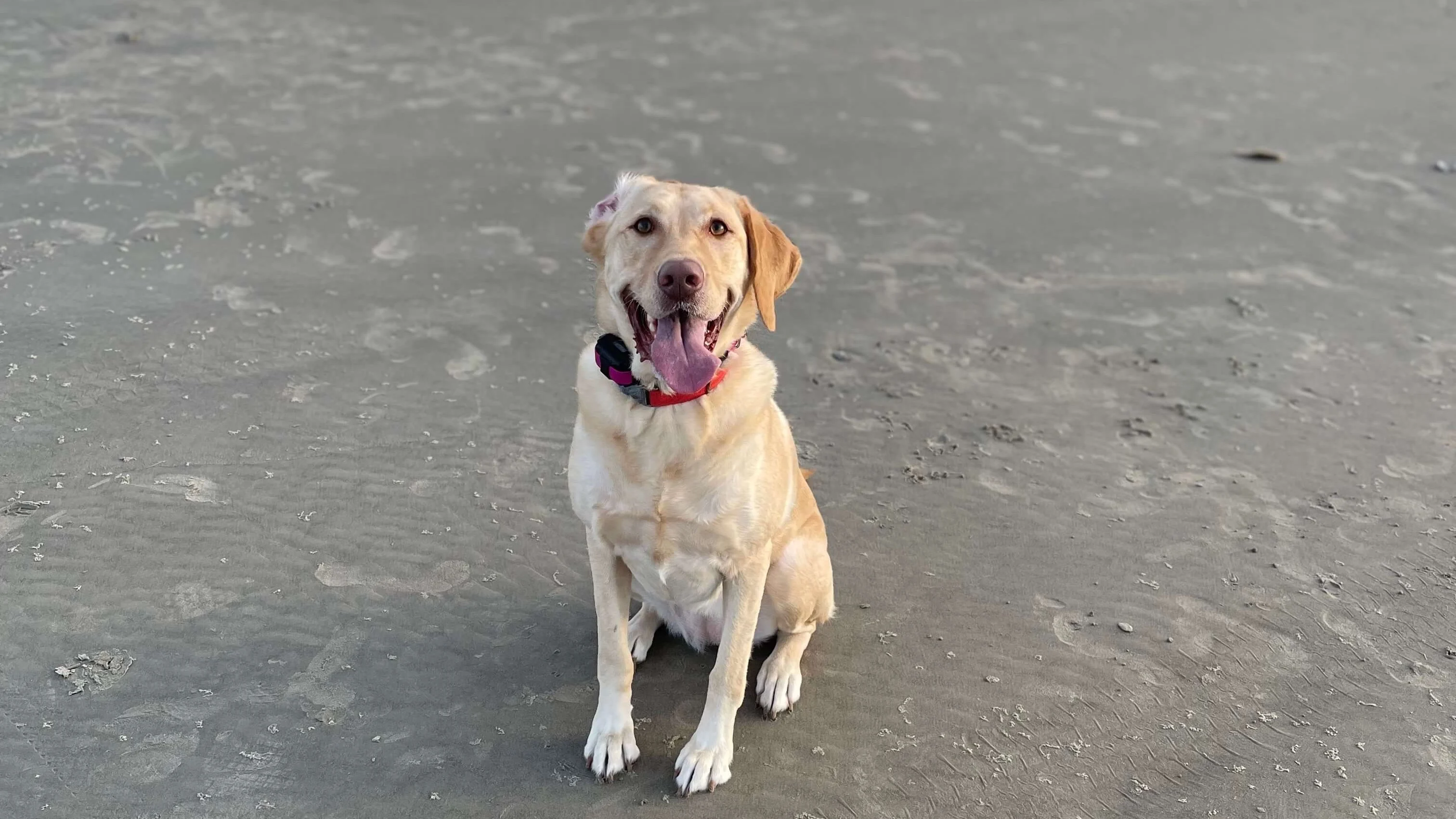 Pearl the dog at the beach