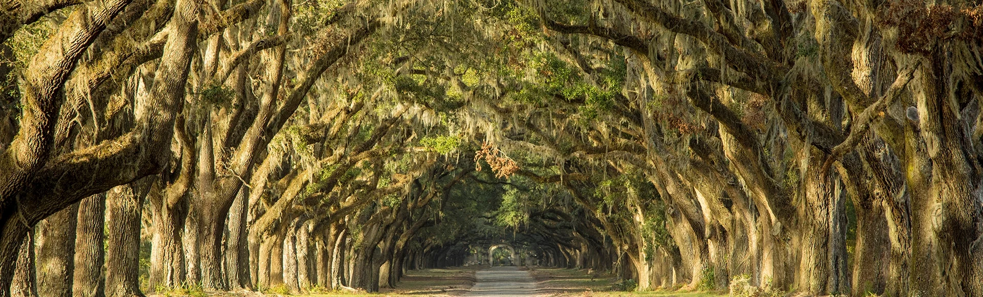 Tree lined street in Geogia