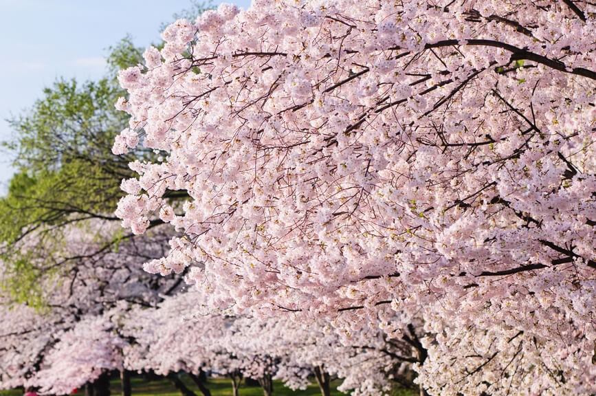 cherry blossoms in full bloom