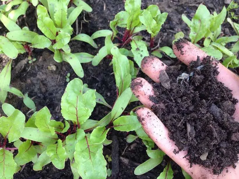 hand gardening