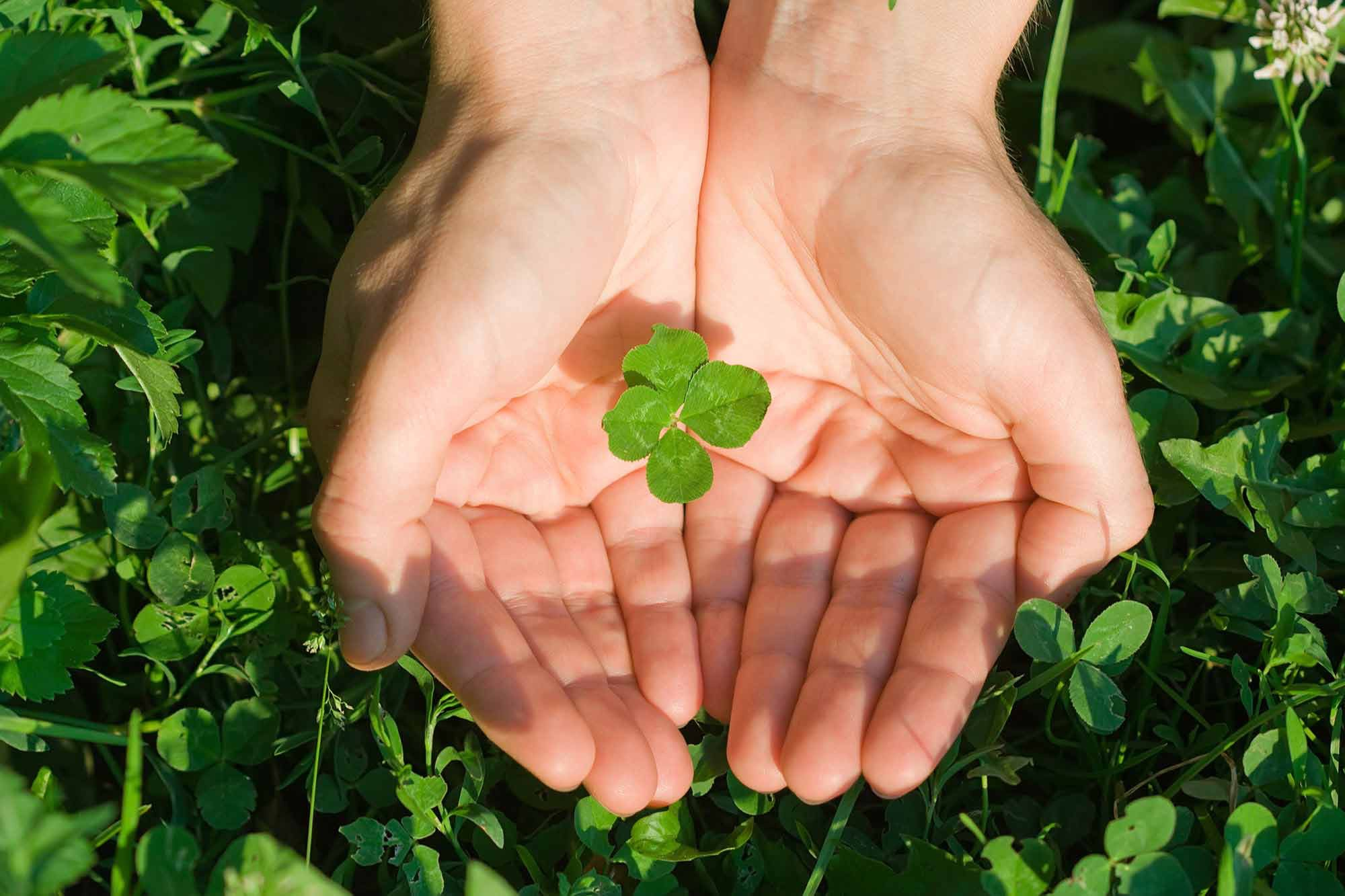 four leaf clover in hands