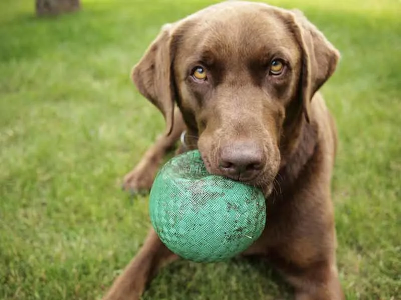 dog on artificial turf