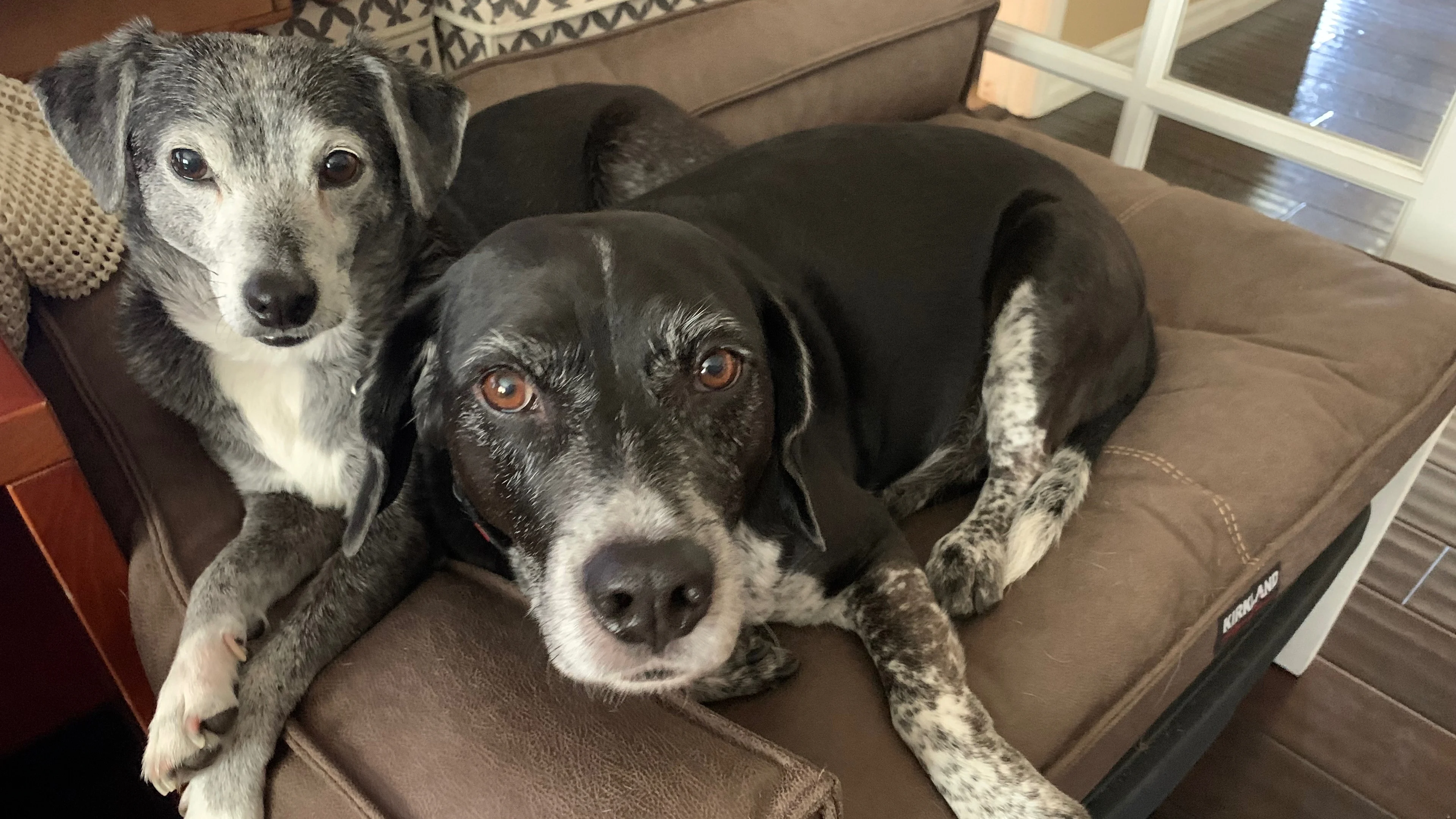 Toby and Tyrion the dogs sitting