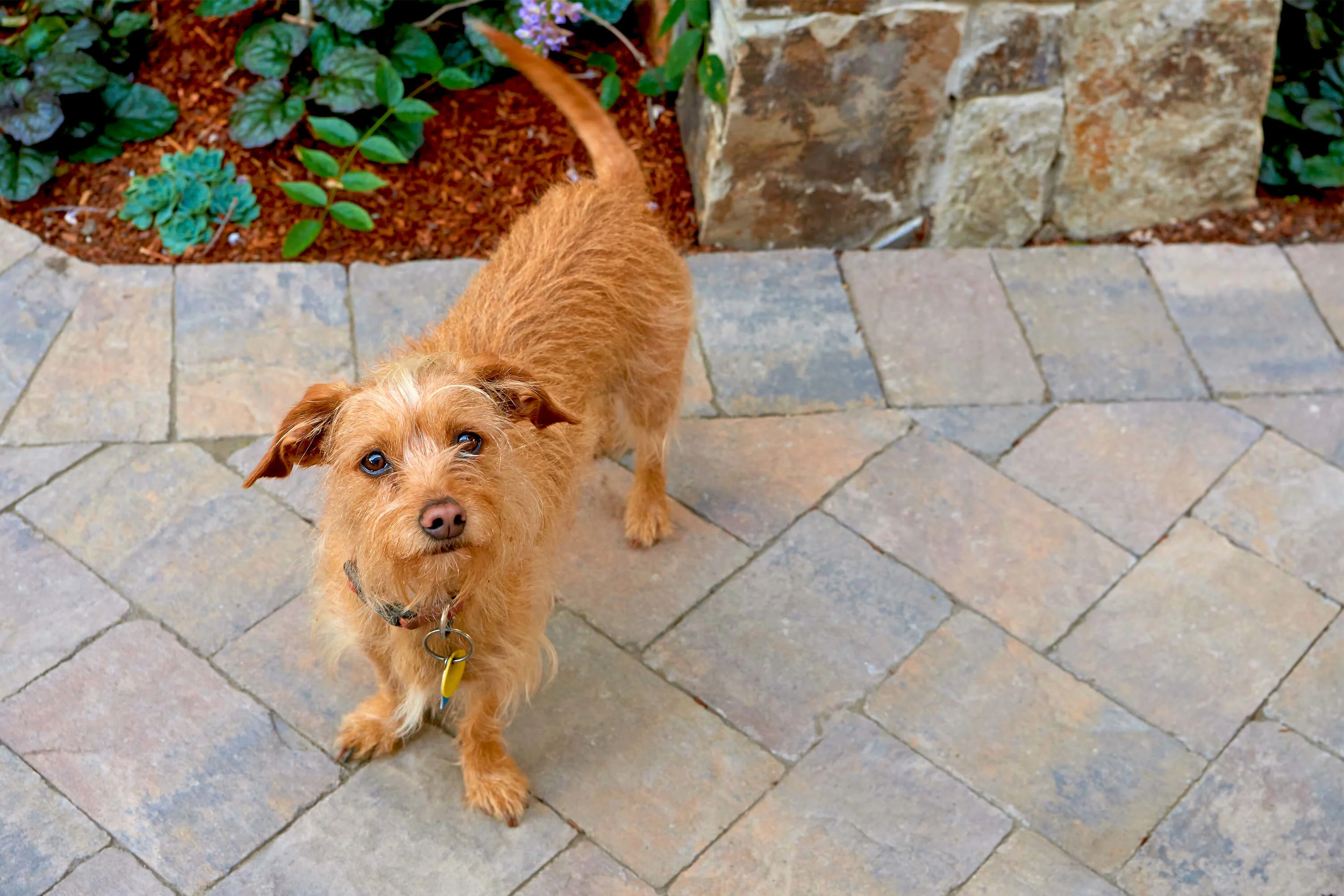 Adorable pup Mac stands on a paving stone walkway