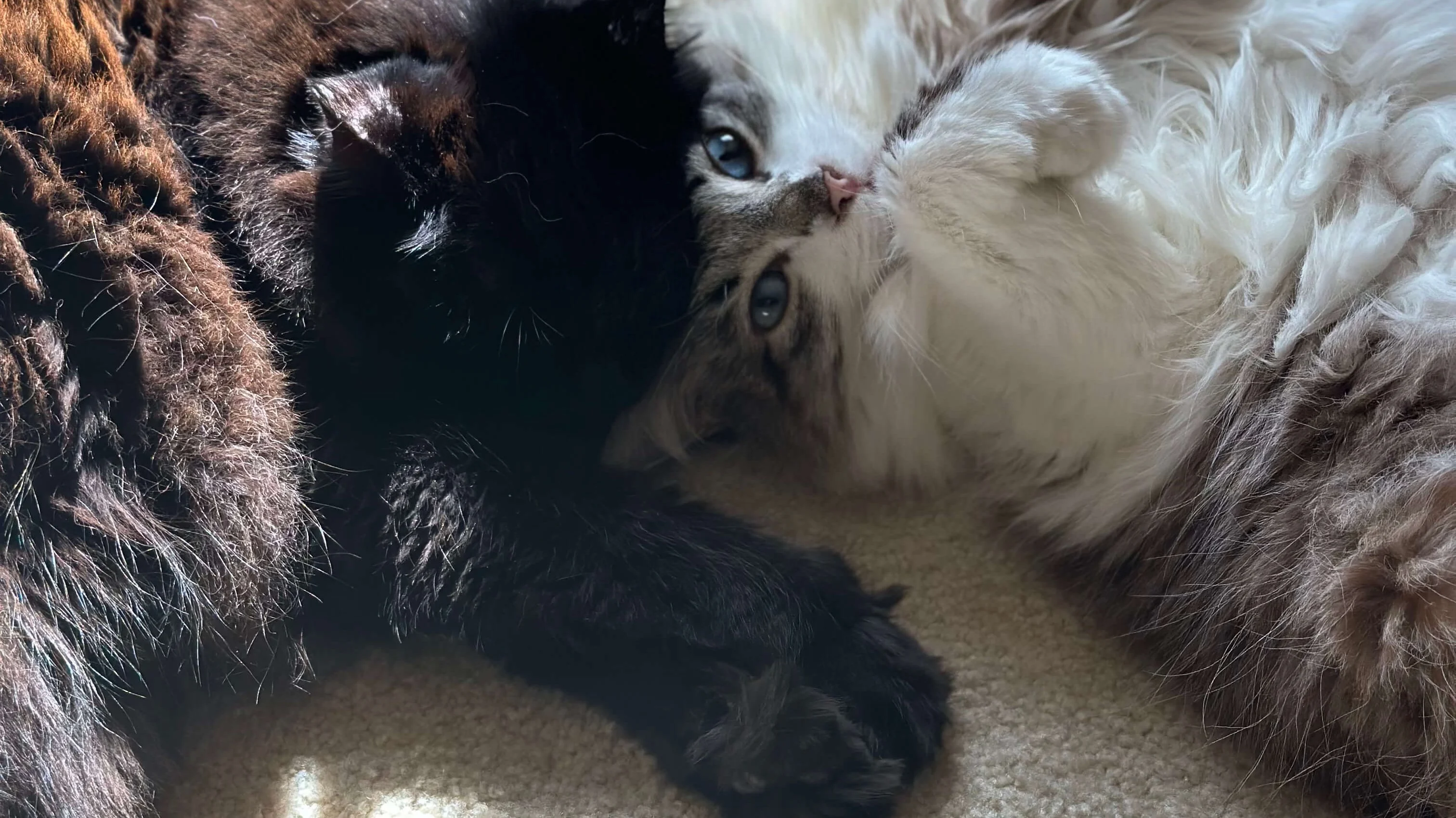 Kitties Yuyu and Irma snuggling in the sunshine