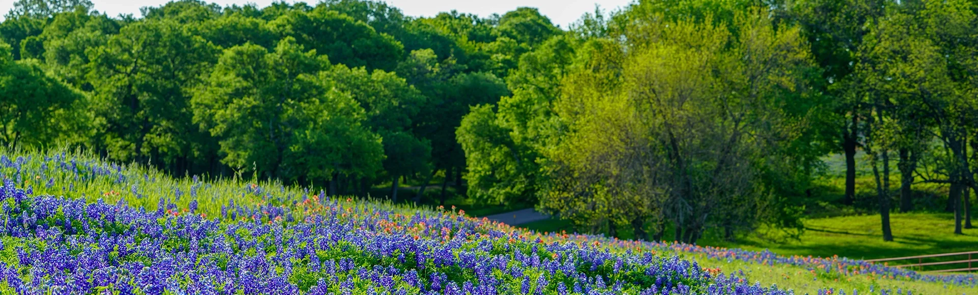Field near Leon Springs, texas