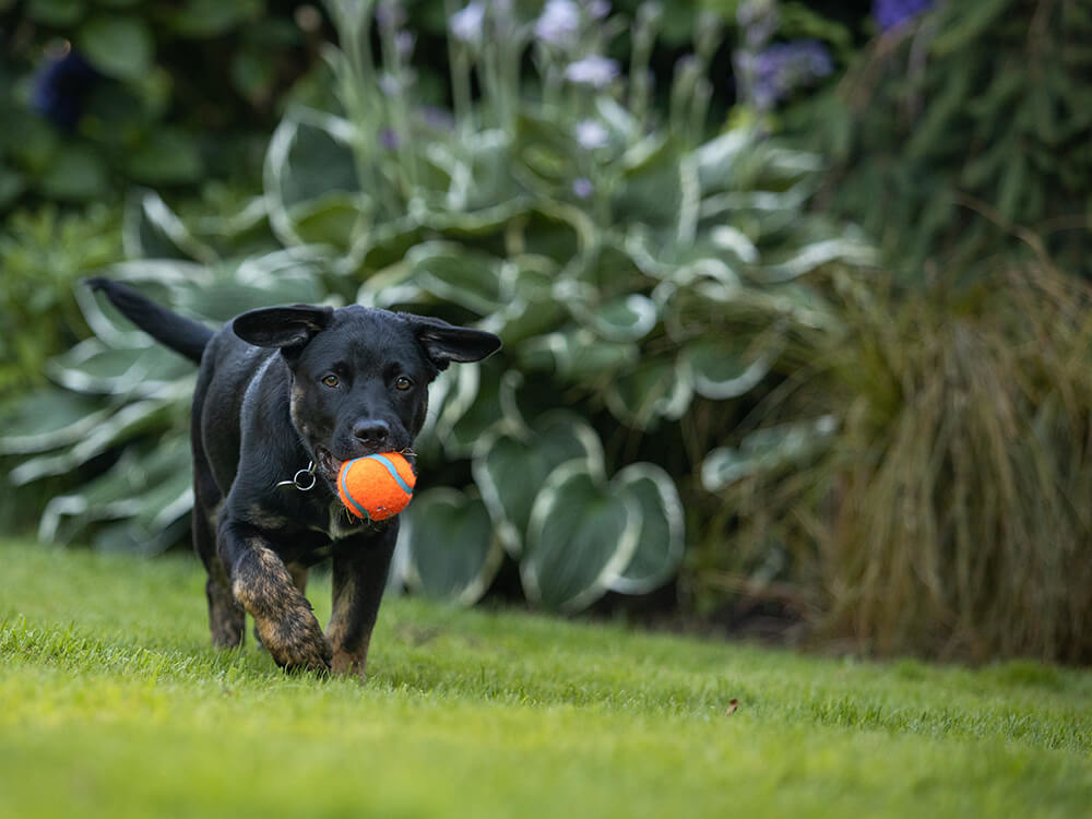 Dog carrying ball in its mouth on turf