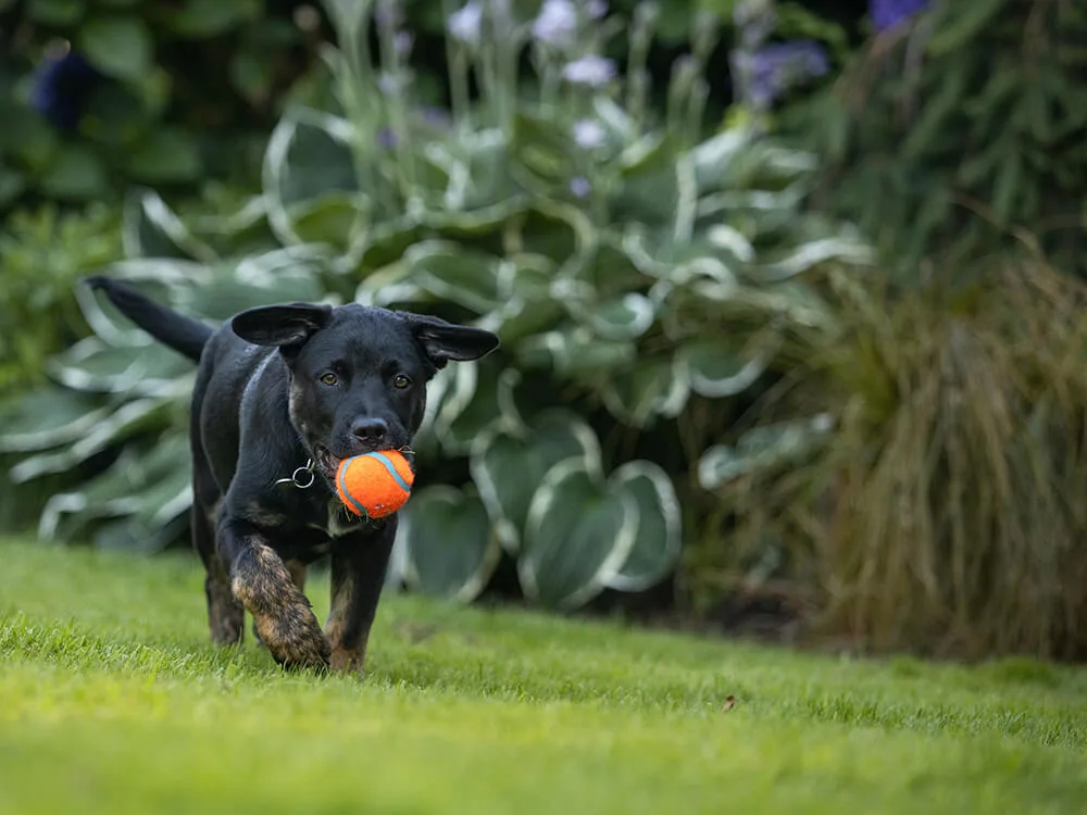 Dog carrying ball in its mouth on turf