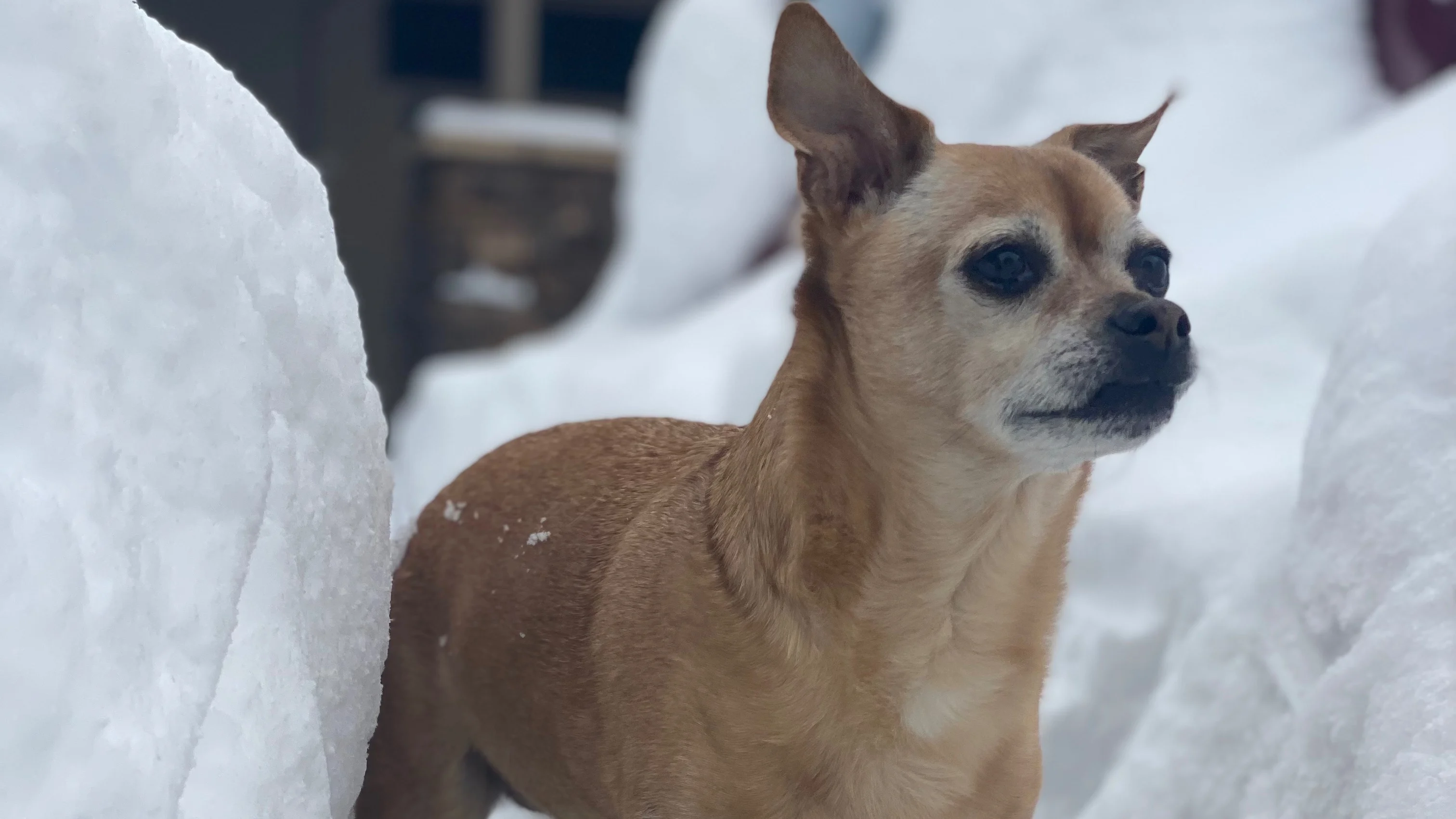 Little dog Frank stands tall in the snow