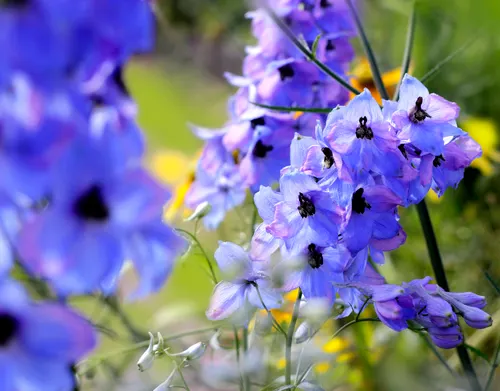 larkspur