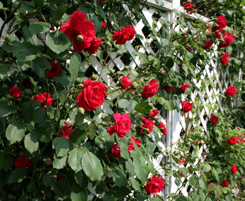 rose trellis