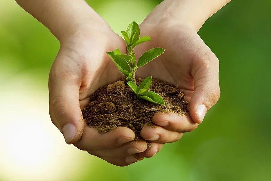 plant in hands