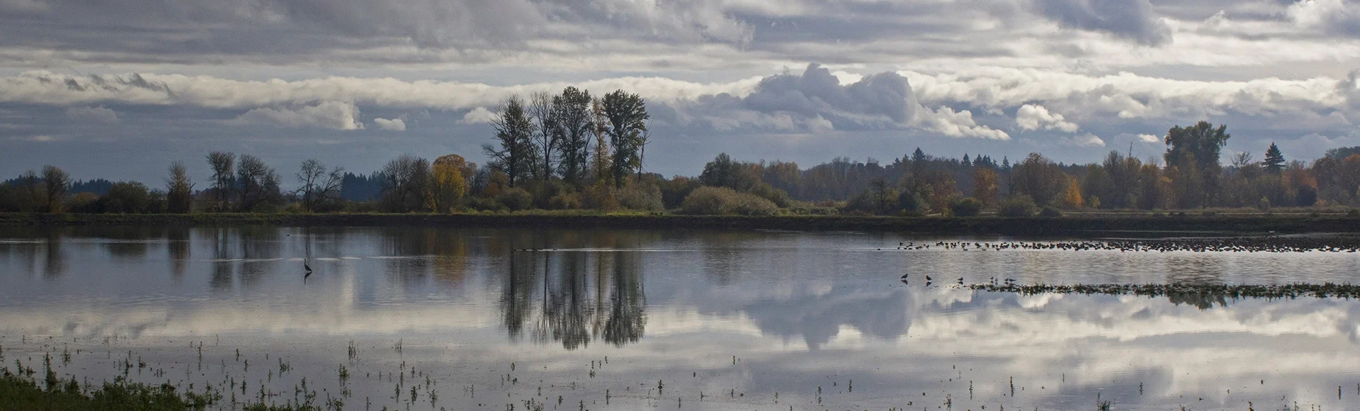 Evening at Fernhill Wetlands Nature Preserve in Forest Grove, Oregon