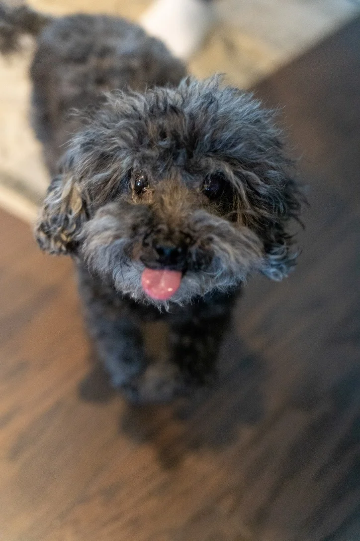 Dixon the teacup poodle