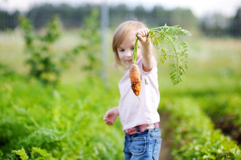 kid picking carrot