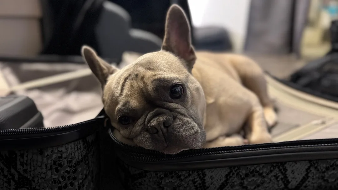 Louie the French Bulldog likes his suitcase