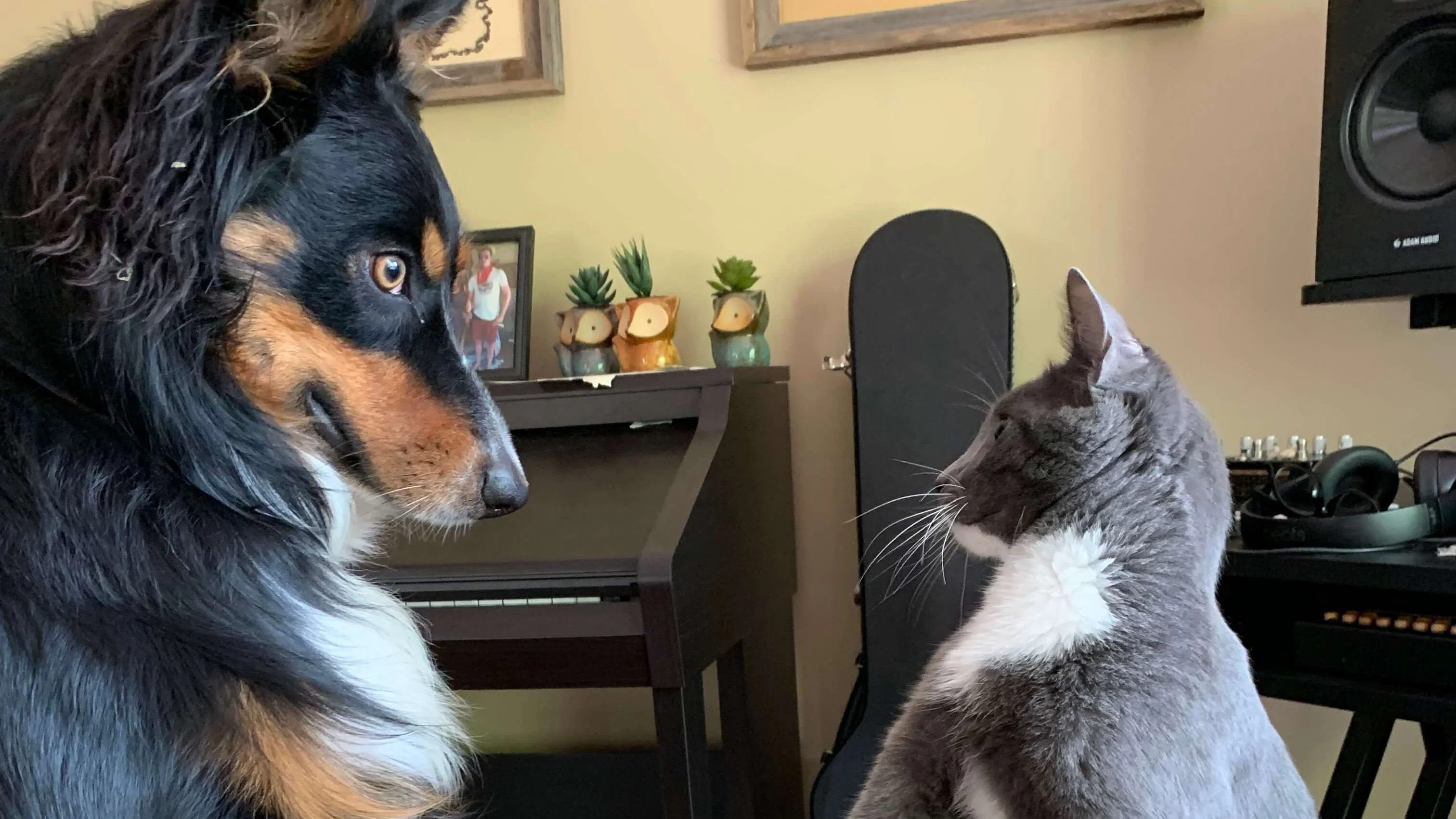 Ozzy the dog and Bing Bong the cat playing