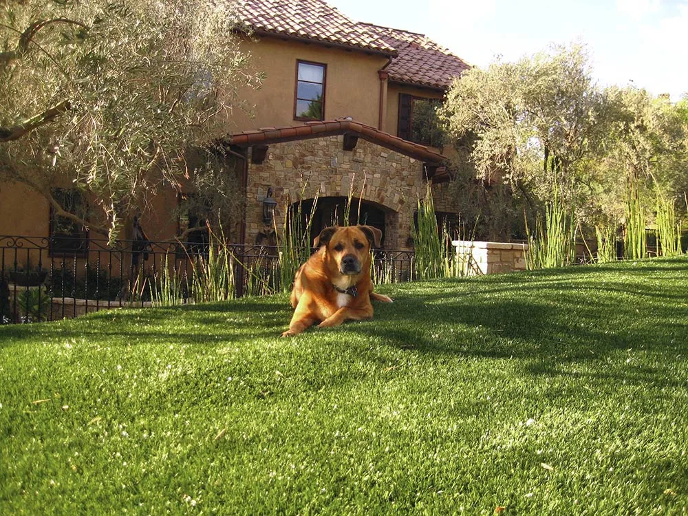 Dog on artificial turf backyard