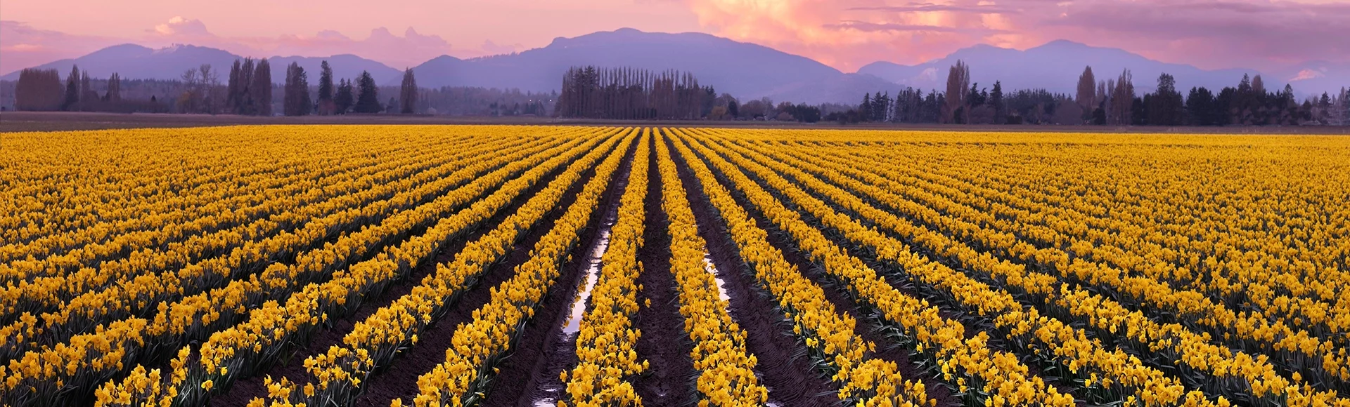 Yellow daffodils fields at sunset. La Conner tulip festival. Scagit Valley. Washington. USA