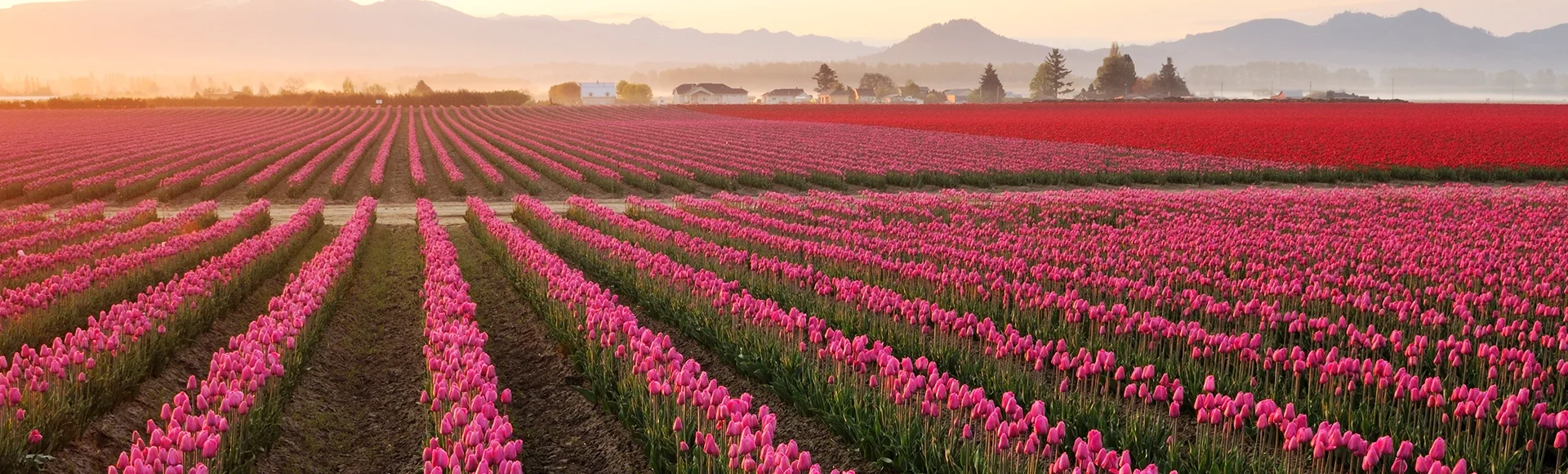 Skagit valley Tulip field at foggy sunrise
