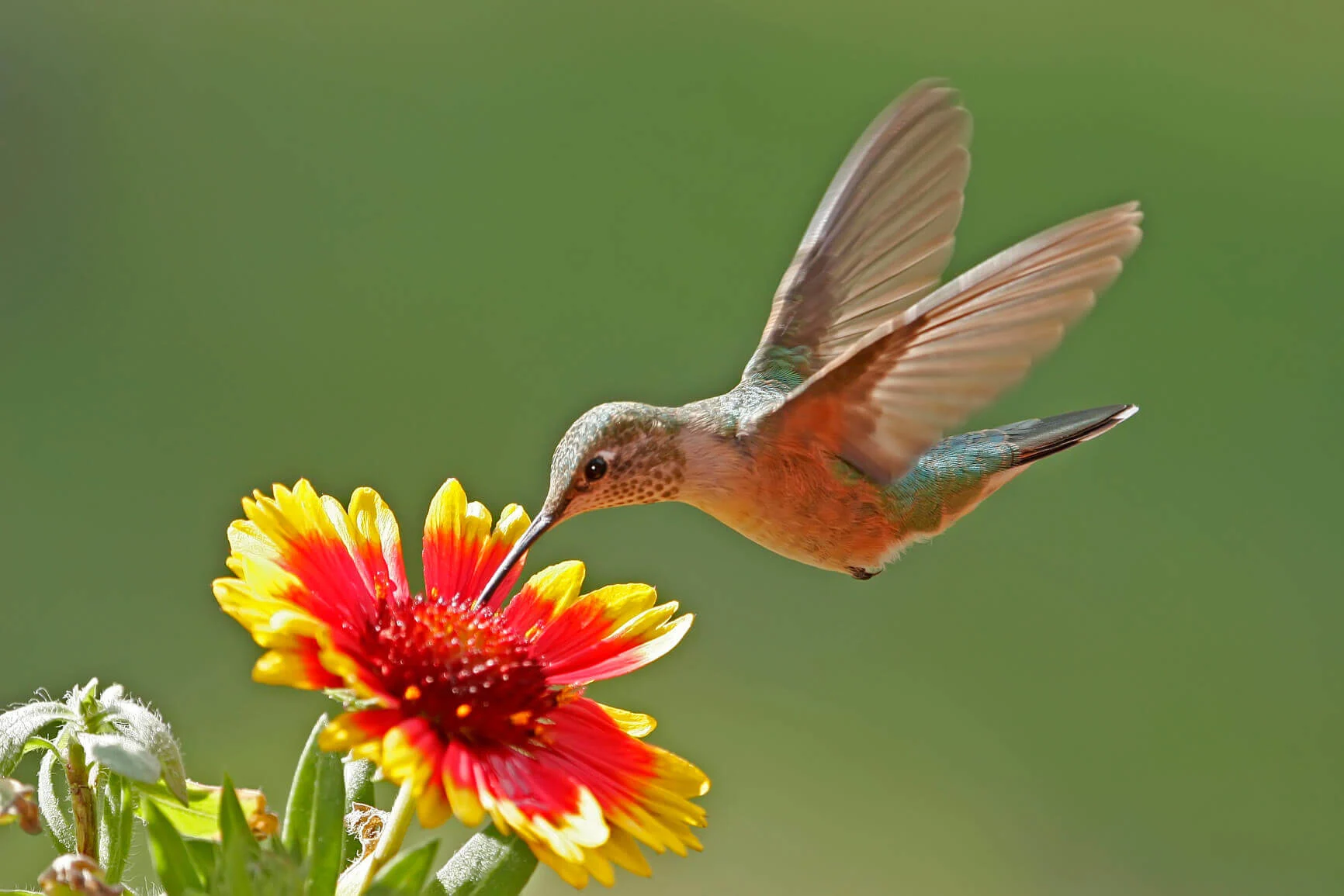 hummingbird with flower