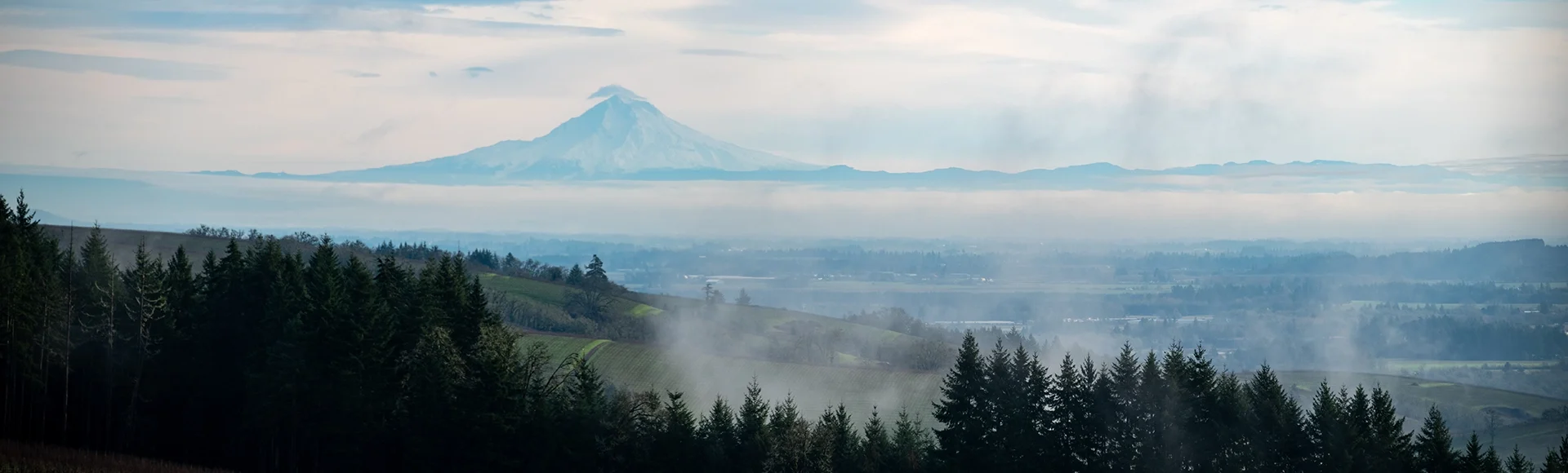 A snow covered Mt Hood in Oregon stands out on the horizon, hills covered with vineyard in the foreground, broken by lines of evergreen trees under a soft cloudy sky