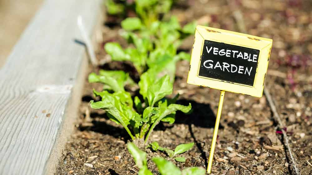 vegetable garden