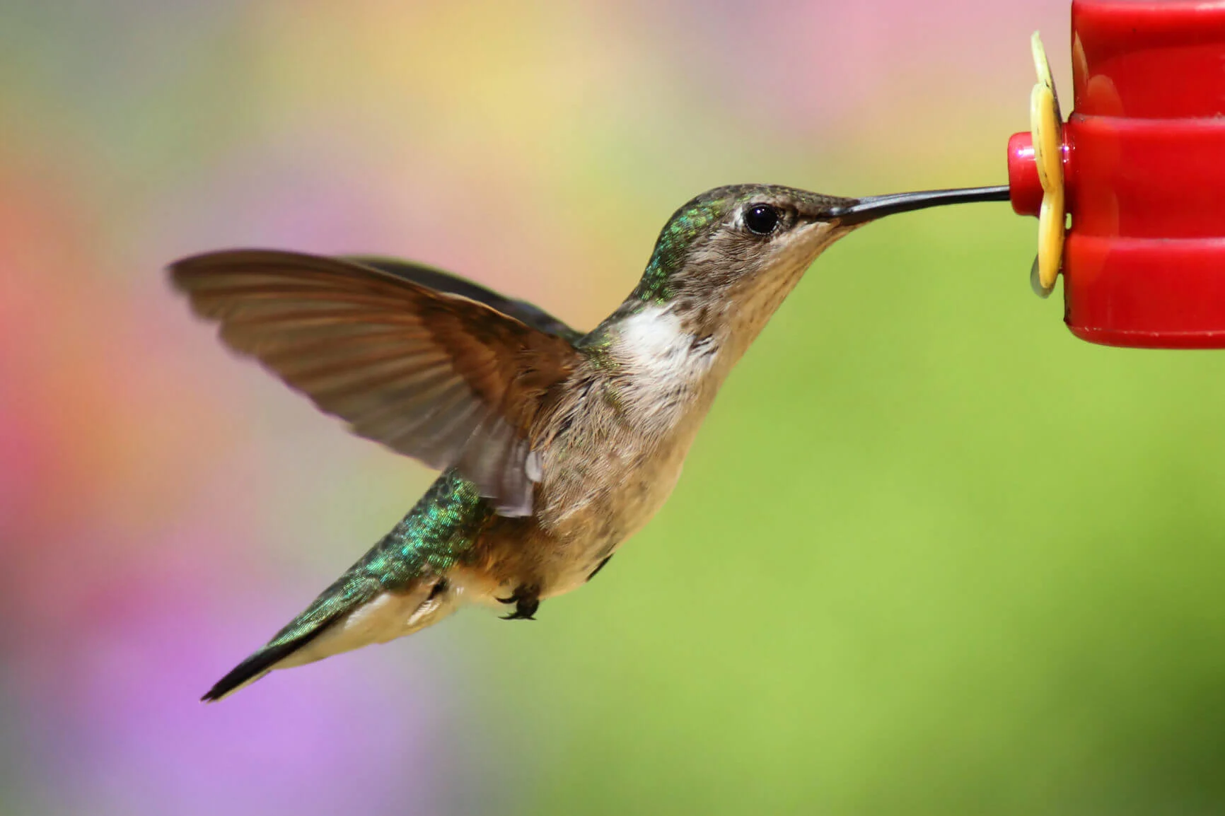 hummingbird feeder