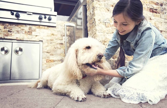 dog by outdoor kitchen