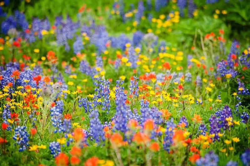 wildflowers