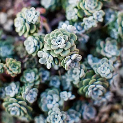 succulents