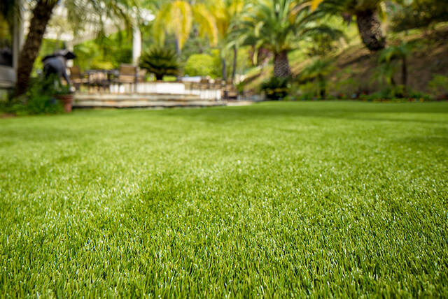 Turf Lawn