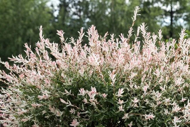 pink willows