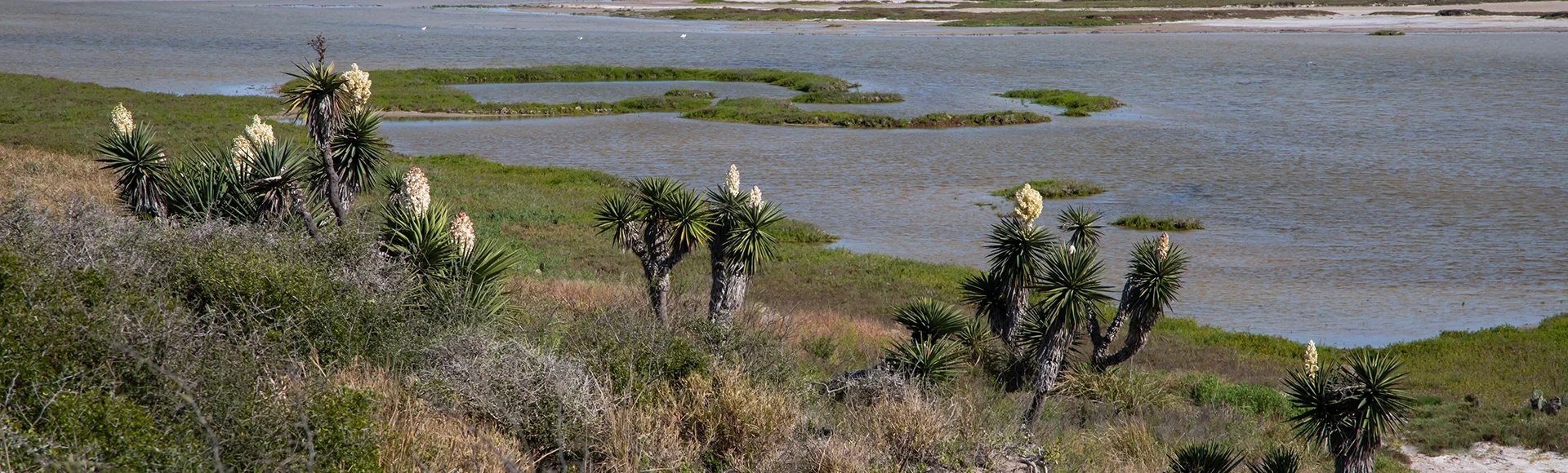 USA, Texas, Cameron County. Laguna Atascosa National Wildlife Refuge, yucca blooming