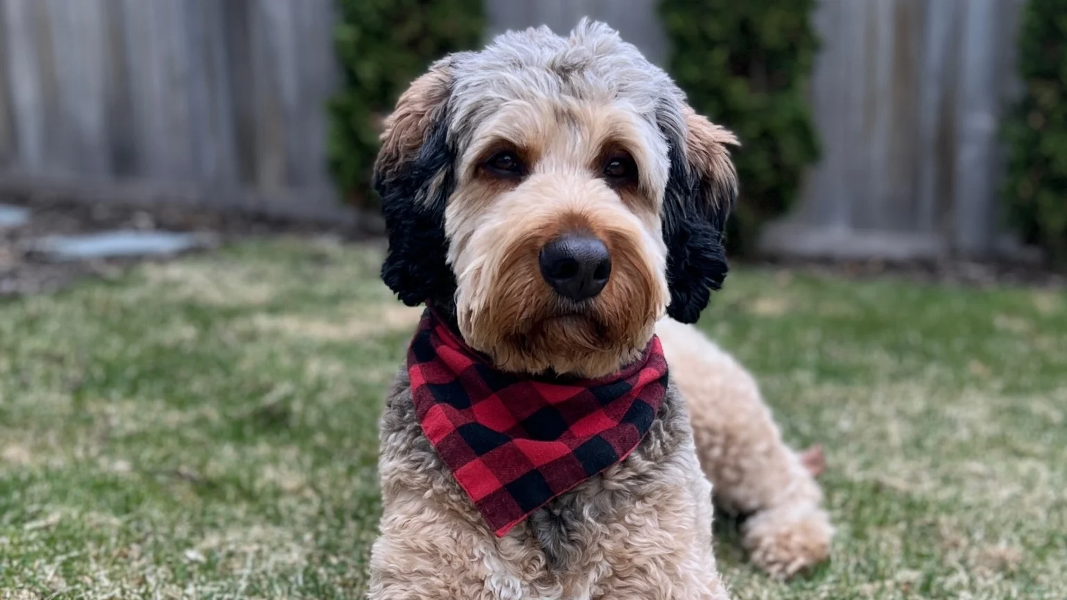 Cooper the dapper dog wins best dressed 