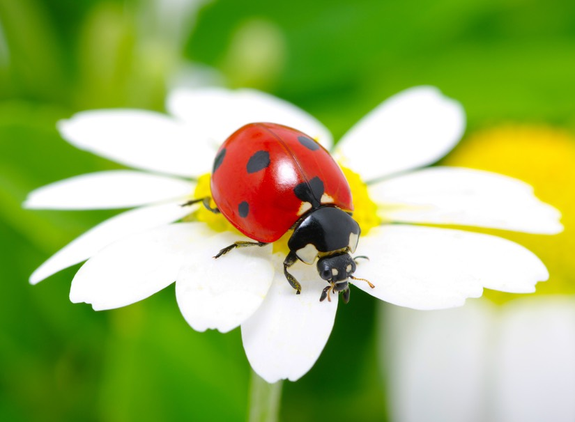 ladybug