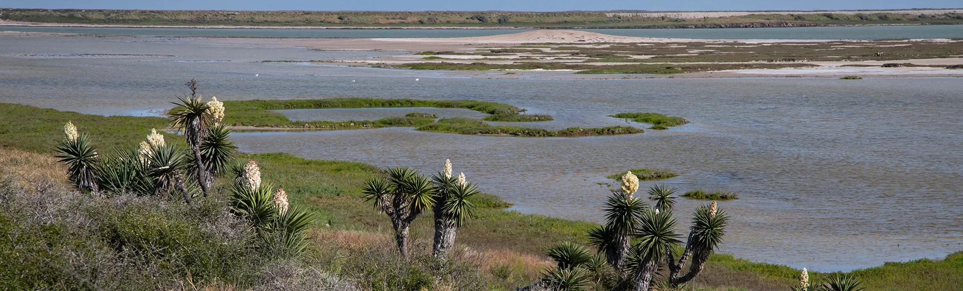 Cameron County. Laguna Atascosa National Wildlife Refuge, yucca blooming