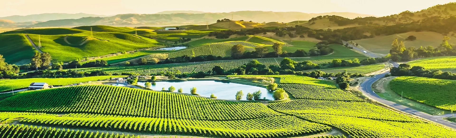 Napa Valley Wine Country Vineyards in Spring and Colorful Sunset.