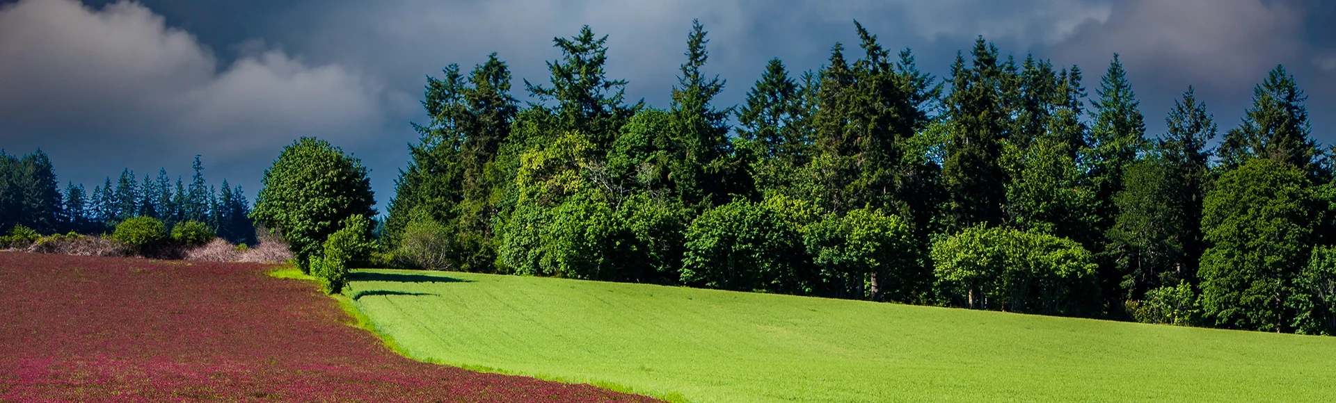 North Plains, Oregon - a red clover field located west of North Plains.