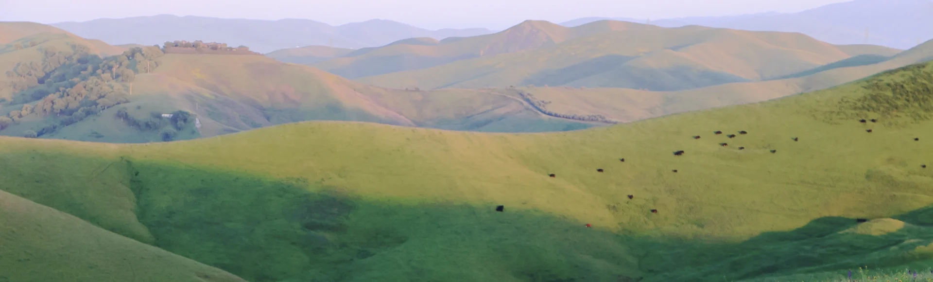 Fiddleneck and Lupine flowers bloom in the spring over the East Bay hills near San Francisco, California